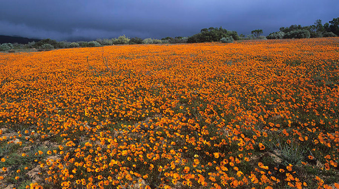 The Namaqualand daisies