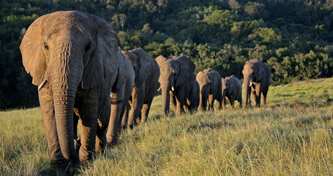 Elephants walking in Knysna Elephant Park